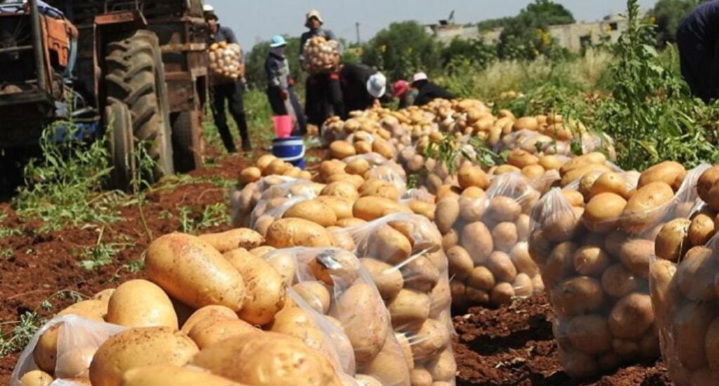 32 في المئة من المحاصيل الزراعية في بعلبك الهرمل تعرّضت للتلف