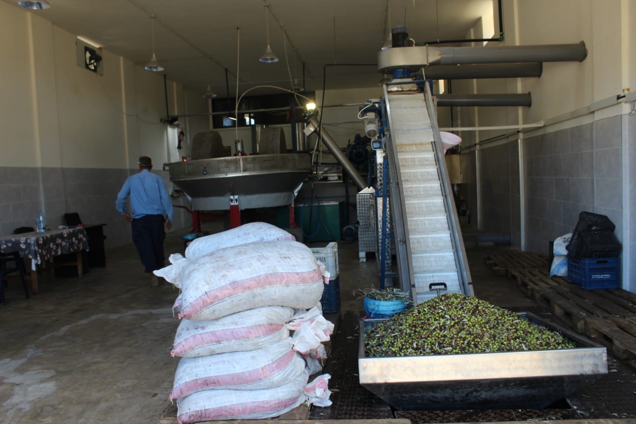 بعض معاصر الزيتون جنوبًا لم يفتح أبوابه بسبب ضعف الموسم بشكل لافت