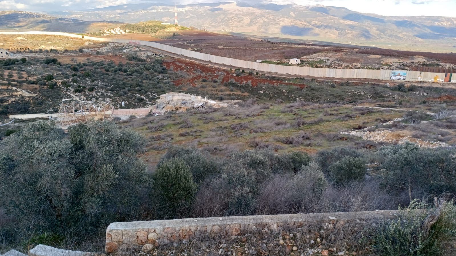 زيتون كفركلا قرب الجدار الفاصل