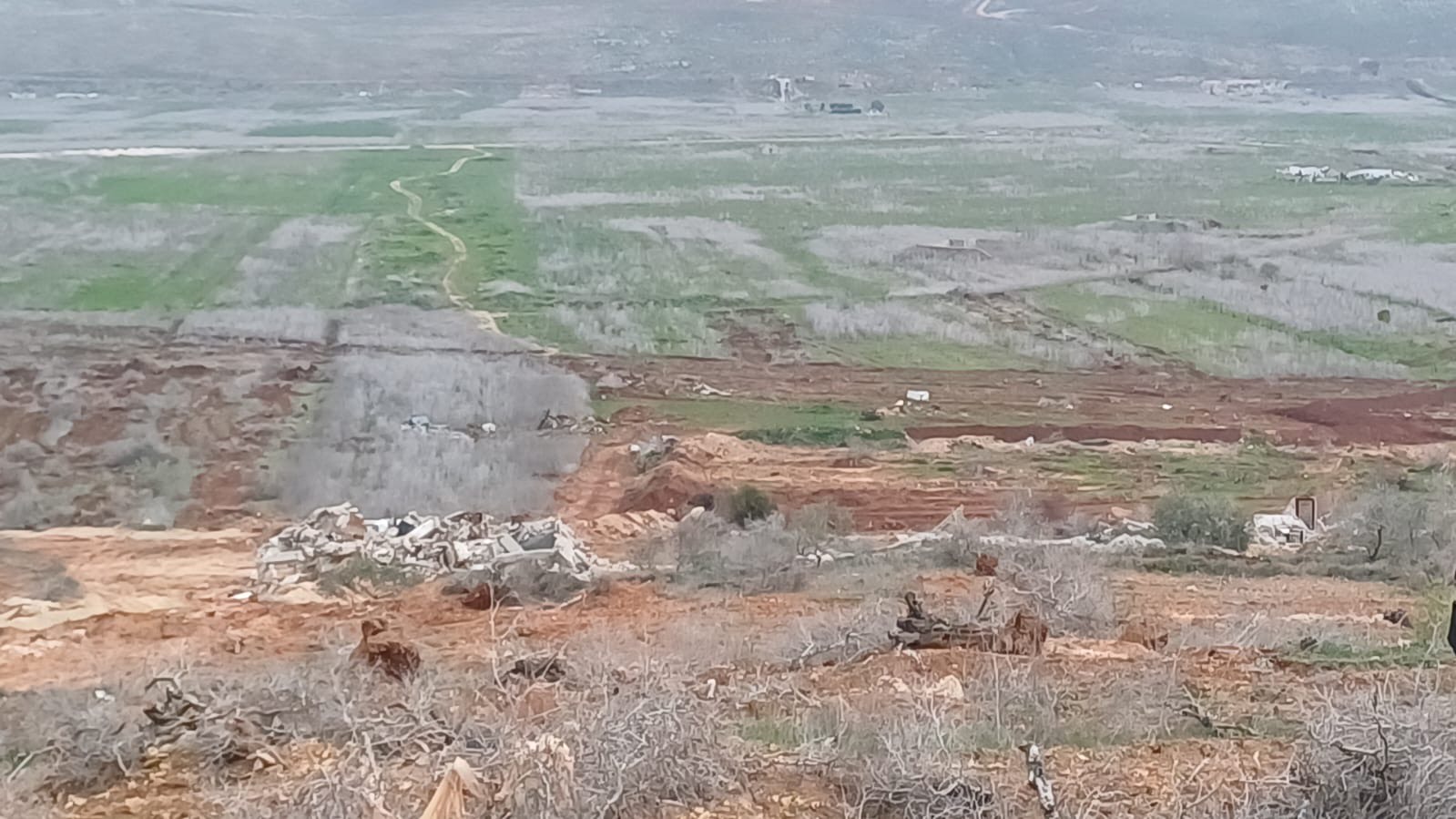 زيتون معمّر جرّفته قوات الاحتلال في كفركلا