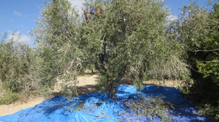 زيتون الجنوب (المدن)