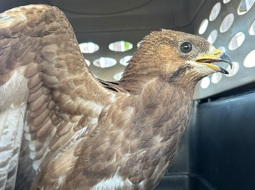 أوضح الخبير يونس أن هذه الهجمات “خلفت أضراراً بالغة في التنوع البيولوجي الحيواني” (اندبندنت عربية)