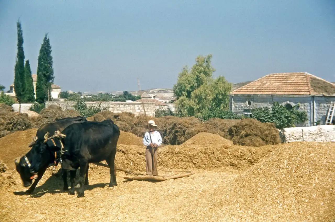 درس القمح بواسطة “المورج” على البيادر في مرج حاروف بداية السبعينيات (أرشيف المرحوم مصطفى موسى نعمة)