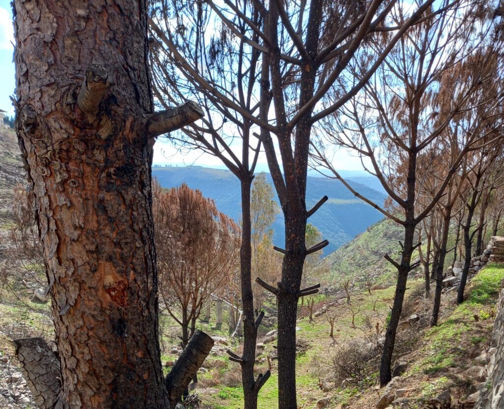 أكثر من 2000 شجرة أحرقتها الحرب في حقل الفنان التشكيلي الدكتور حسين ياغي في زوطر الغربية