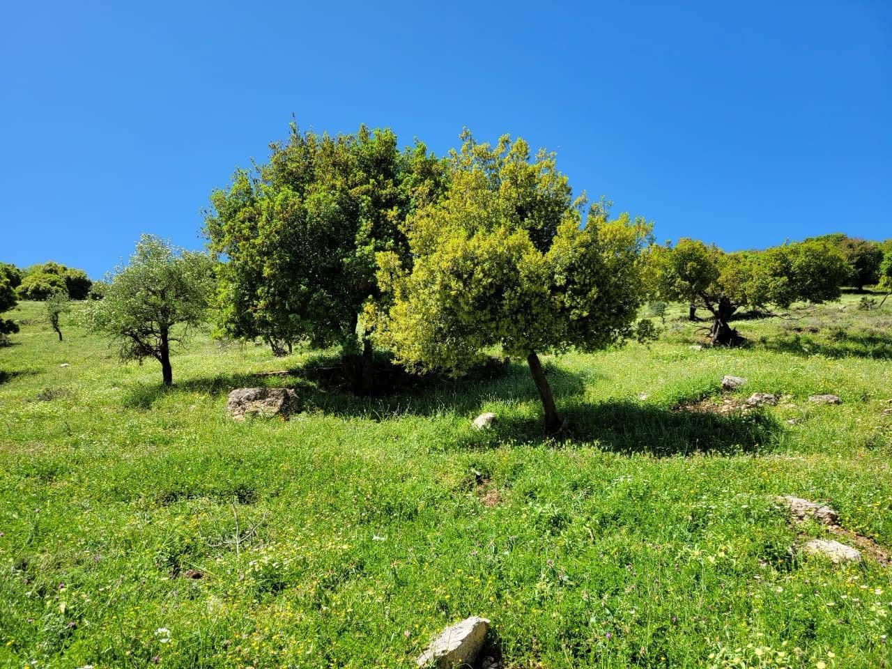 جانب من الأشجار المعمّرة في قطمون