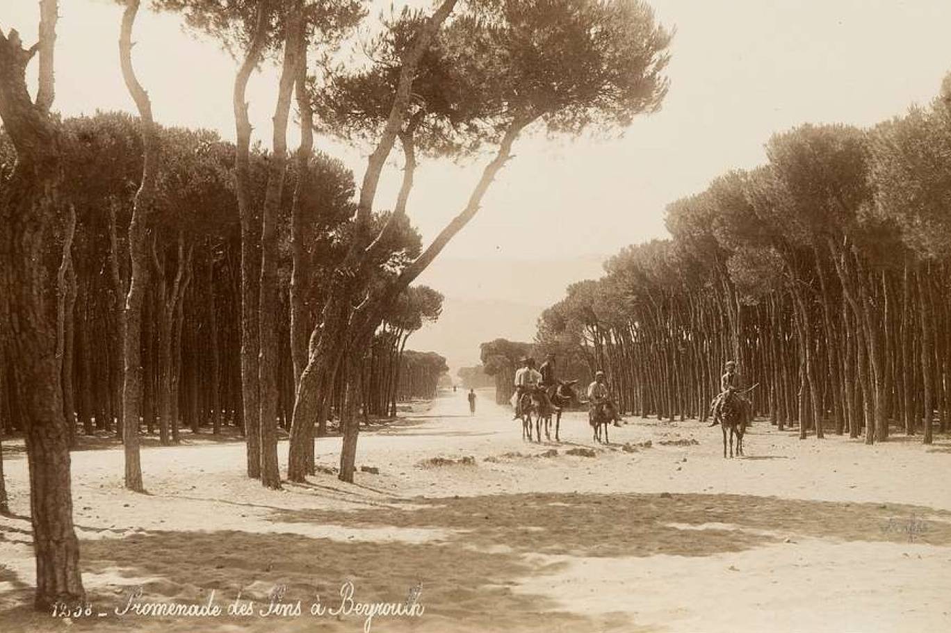 يعتبر حرج بيروت أكبر مساحة شجرية خضراء قديمة في عاصمة لبنان، إذ تتحدث بعض الأساطير عن أنه يعود إلى أيام الفينيقيين (مواقع التواصل) 