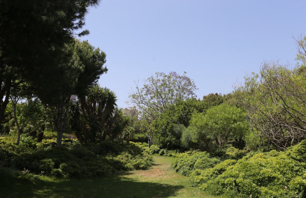 أصبح حرج الصنوبر حديقة مساحتها لا تتجاوز 300 ألف متر مربع (أ ف ب)