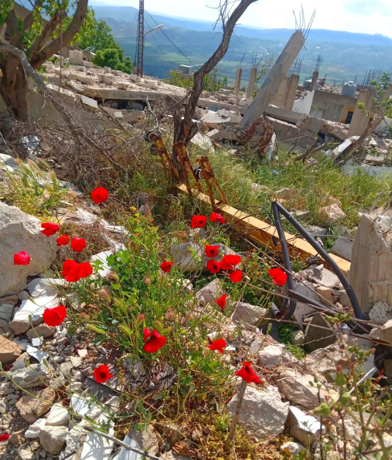 صورة وليم صالح