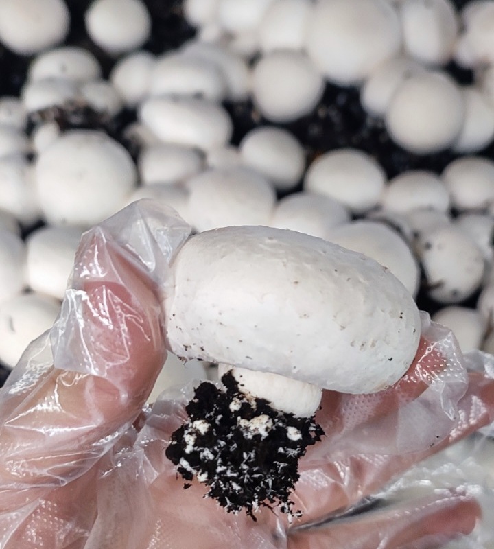 زراعة الفطر تنمو بثبات وتحصد اهتمامًا متزايدًا