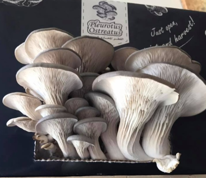 الفطر المحاري