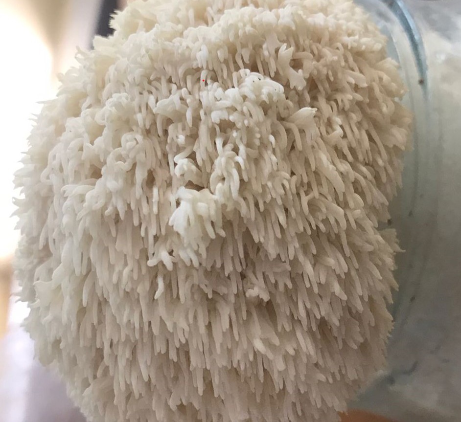 فطر عرف الأسد