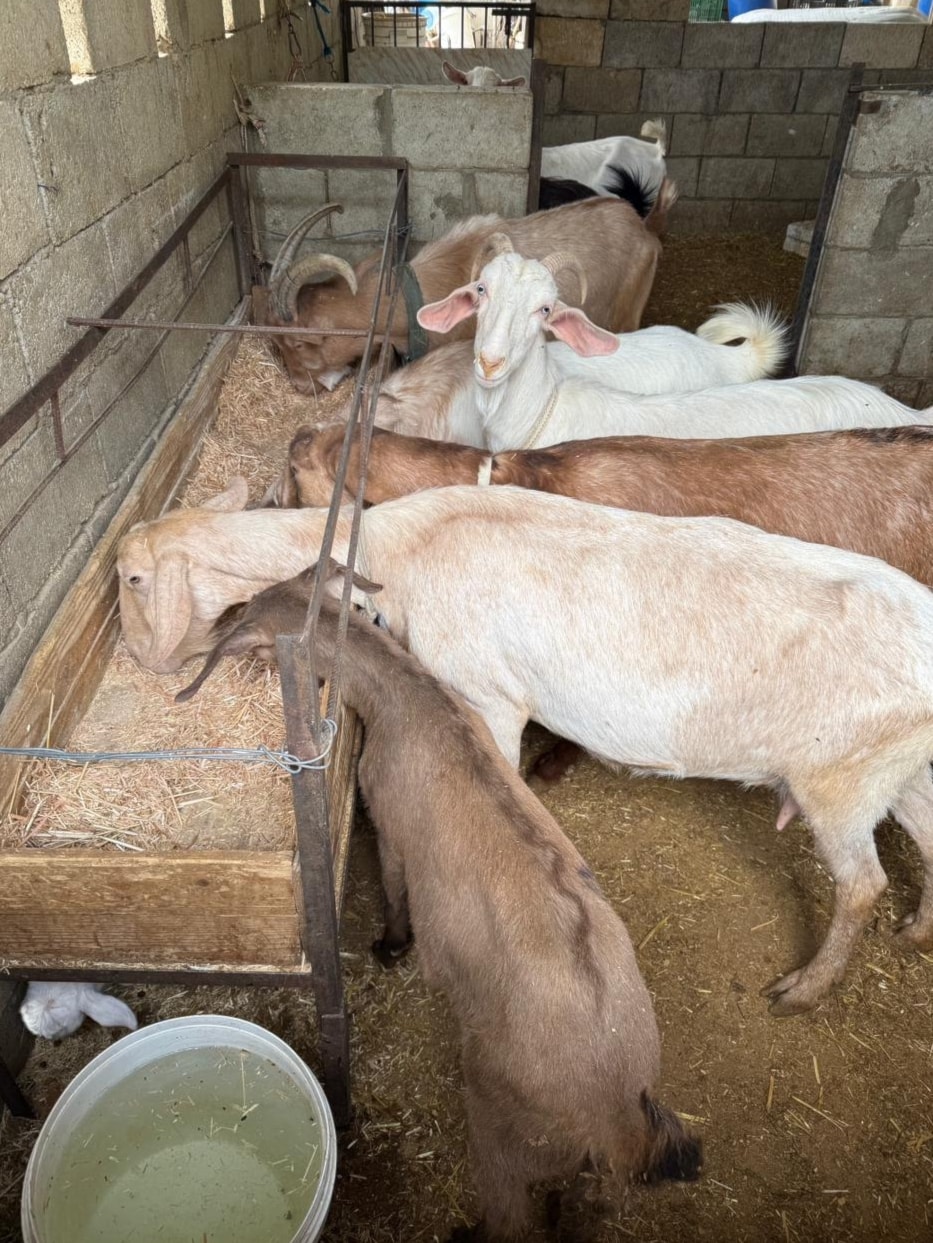 صور من داخل مزرعة حسين فرحات في عرب صاليم (الأخبار)