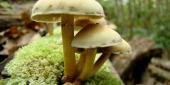 «الصحة» تحذّر: الفطر والأعشاب البرية قد تؤدي الى الموت