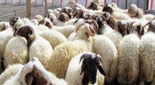 أسعد وهبي: أغنام‎