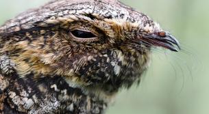 نهاية عصفور‎