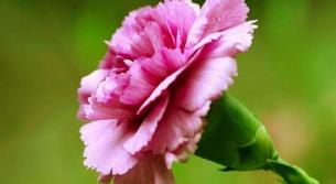 لا تــرحلـي - شعر