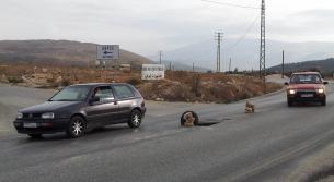 وفاة امراة صدما على طريق عام ابل السقي الخيام