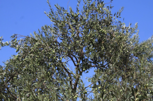 الزيتون.. مراره القليل منيع للجسم