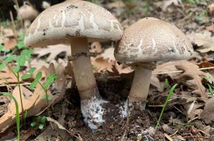 ما تتهوّر.. تحذير من قطف الفطر البرّي وتناوله في لبنان