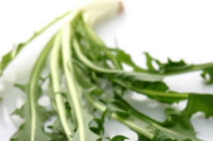 الهندباء البرية نبتة مجانية تنتج طبخة العصورة بتكاليف بسيطة