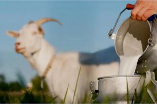 6 فوائد عظيمة لتناول حليب الماعز ومشتقاته!