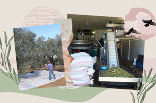 موسم الزيتون في الجنوب بين فتك الحرب وتحدّي البقاء