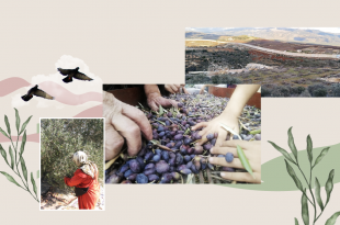 قطاف زيتون الجنوب بتصاريح مسبقة وقيود أمنيّة