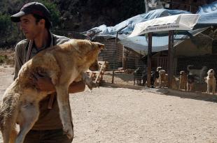 بلدية ضهر الصوان تحذر من حالات مرضية «خطيرة» تصيب الحيوانات البرية