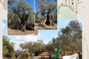 زيتونة لبنان من قداسة النصوص إلى بَرَكة الحقول