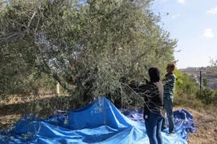 الاحتلال وتراجع الإنتاج يلهبان موسم الزيتون جنوباً