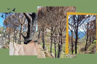 كامل جابر: حكاية ألفي شجرة وشجرة أحرقتها الحرب في زوطر الغربيّة