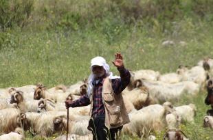قطعان تحت القصف.. قصة أرزاق لا تعرف النزوح